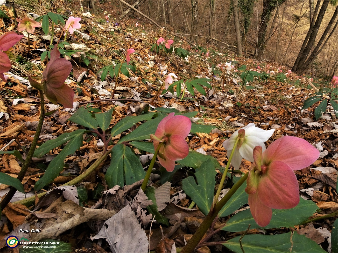 24 Ellebori in fiore (Helleborus niger) sul sentiero 506 C da Alino a Ca Boffelli.JPG